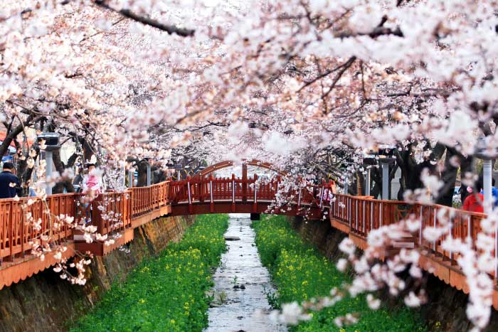 [the리스트]매화·산수유·벚꽃·동백…'봄 축제'는 여기