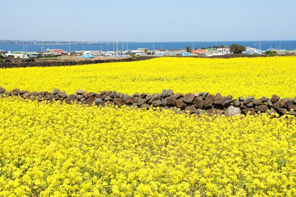 제주 관광객 1인당 66만원 썼다…불만 1위는 "물가"