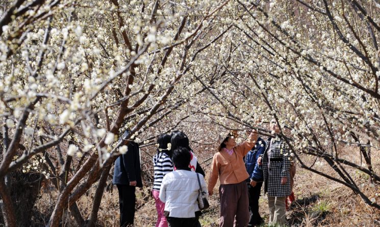 광양 매화마을을 찾은 관광객들 사진=조용준여행전문기자