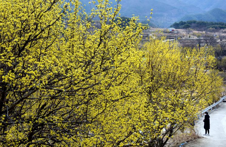 구례 산동마을에 활짝 핀 산수유 사진=조용준여행전문기자
