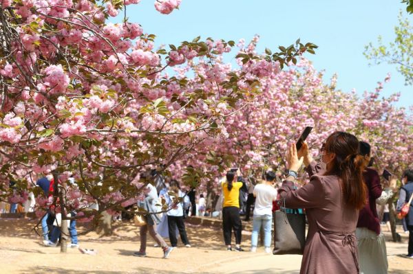 경주 벚꽃축제 4년만에 열려… 반려견도 입장 가능