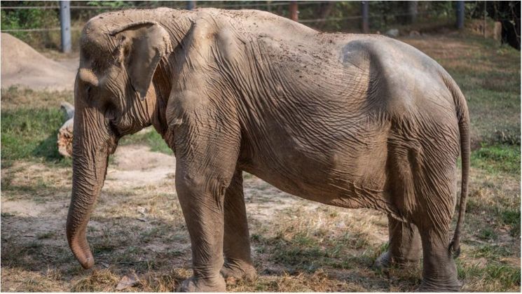 25년간 관광객을 태우느라 등뼈가 휘어버린 태국 코끼리 '파이린'의 모습. [사진출처=연합뉴스]