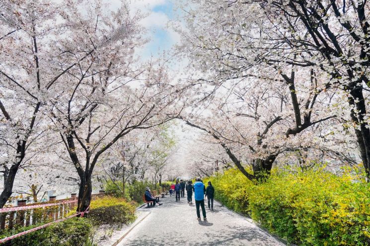 중랑천 뚝길을 따라 이화교까지 이어지는 5.9km의 제방 산책길은 봄에는 벚꽃이 만발해 아름다운 꽃길이 된다.[사진=동대문구청]