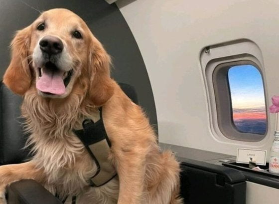개가 천만원짜리 일등석에…항공사 "지진 구조견 예우"