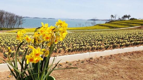 신안군 ‘노란 봄의 향연’ 섬 수선화 축제 개최