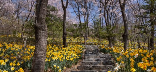 화담숲, 겨울 휴장 마치고 31일 개원