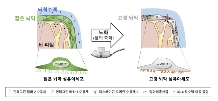 ＜노화로 인한 뇌막 성질 변화 연구에 대한 대표 모식도＞

연구팀은 뇌막 자체의 기질(matrix) 특성 변화에 따른 물리적/세포적 변화를 관찰하였다. 노화로 인해 당이 축적된 뇌막은 단단하고 끈적해지는 성질 변화를 거치게 되어 뇌-뇌척수액 이동물질이 흡착되어 출입을 방해하며, 막을 구성하는 타입 1 콜라겐의 양이 감소함으로써 두께가 얇아지는 현상이 관찰된다.

＜그림출처=KAIST＞