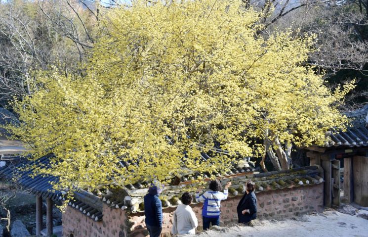 [포토] 담양 소쇄원 산수유 다가온 봄 알리며 활짝 피어 