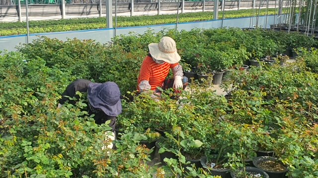 화순군, 고인돌축제 30만 꽃묘 생산 몰두