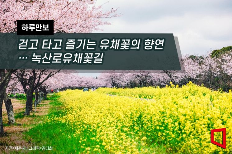 [하루만보]걷고 타고 즐기는 유채꽃의 향연…녹산로유채꽃길