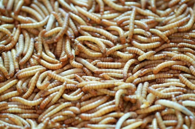 "환경 위해 곤충 먹어야" 학생 강제한 美교사 뭇매