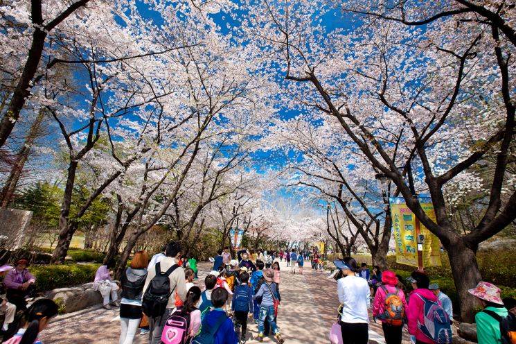 벚꽃이 활짝 핀 서울어린이대공원을 시민들이 찾고 있다.[아시아경제DB]