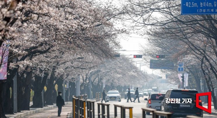 [포토]벚꽃길 걷는 시민들