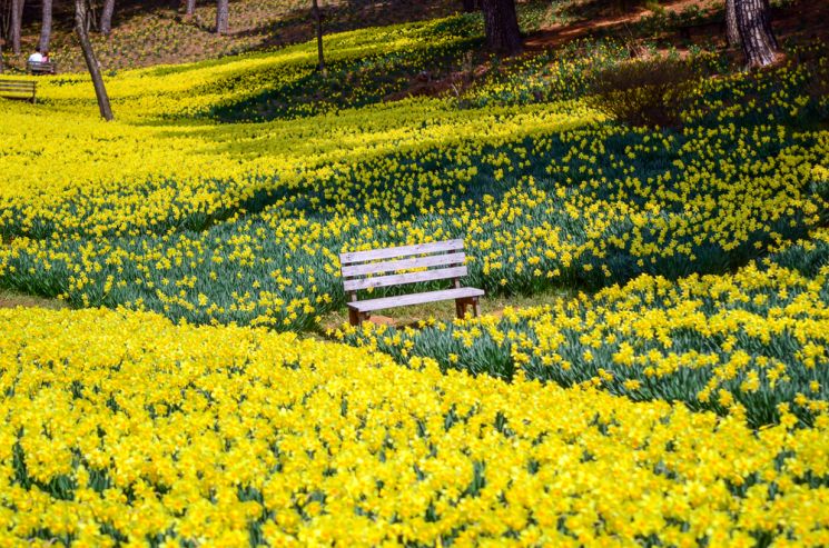 봄날, 고즈넉한 한옥과 노란 수선화를 가득 심은 언덕이 그림처럼 어우러진 그 모습은 장관이다.