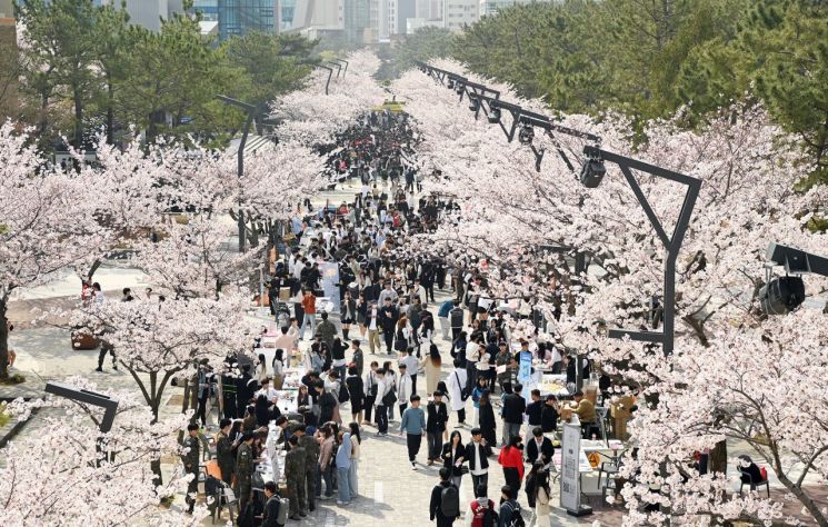 부경대에서 벚꽃축제 '핑크캠퍼스'가 열리고 있다.