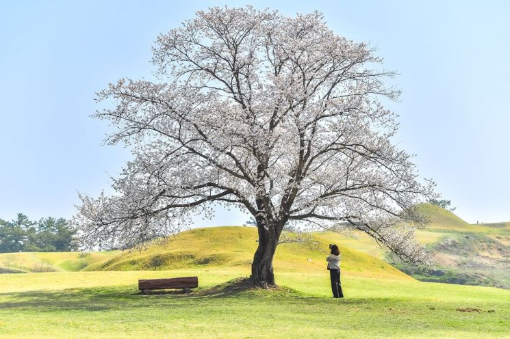 함안군, 말이산 고분군 ‘나홀로나무’ … 사진 촬영 이벤트 