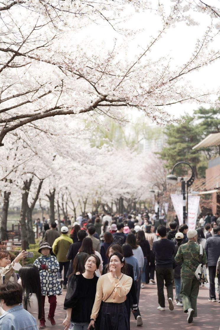 송파구 아름다운 봄, 벚꽃이야기 '호수벚꽃축제' 개최