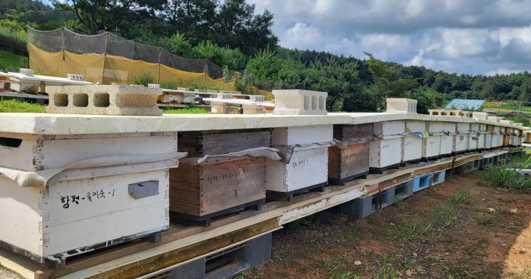 함평군 '꿀벌 질병 예방' 방역 약품 공급