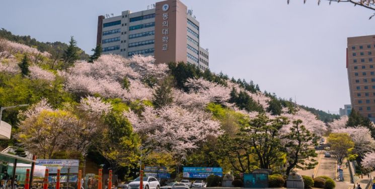 벚꽃이 핀 동의대 캠퍼스.