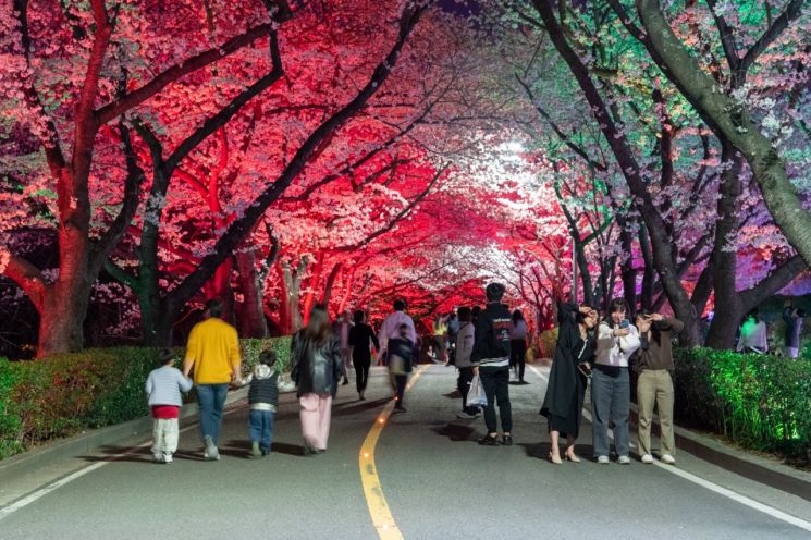 광양제철소 주택단지, 연분홍 벚꽃 만개 장관 