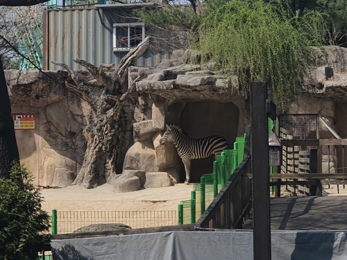 30일 오후 서울어린이대공원 동물원 방사장을 거니는 얼룩말 세로. [이미지출처=연합뉴스]