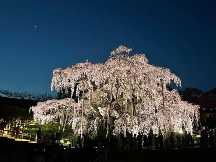 '폭포 벚꽃'으로 불리는 미하루타키 자쿠라의 모습.(사진출처=웨더뉴스 재팬)