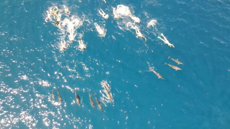 지난 26일 하와이 앞바다에서 스노클링을 하며 스피너 돌고래 떼를 쫓아가는 수영객들의 모습 [이미지출처=로이터연합뉴스]