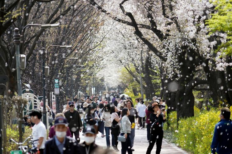 1일 ‘동대문구 봄꽃축제’를 찾은 주민들이 꽃비를 맞으며 산책로를 걷고 있다.