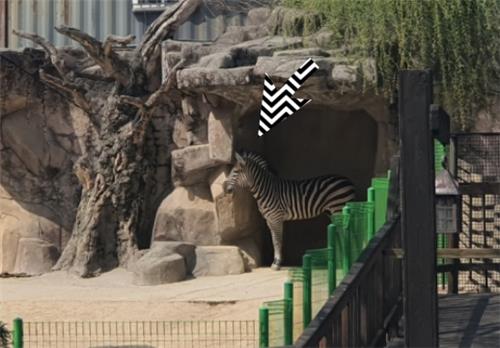 지난달 30일 서울 광진구 어린이대공원 동물원에서 얼룩말 '세로'가 방사장을 거닐고 있다. [이미지출처=연합뉴스]