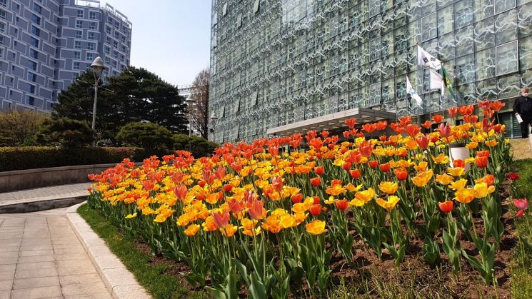 [포토]벚꽃 엔딩 후엔 초안산 하늘꽃정원으로...