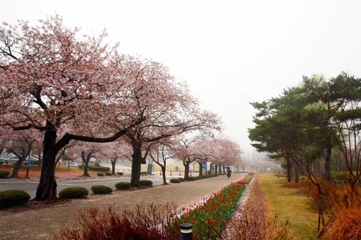 木浦大学 Dorim 校区 赵英浩提供