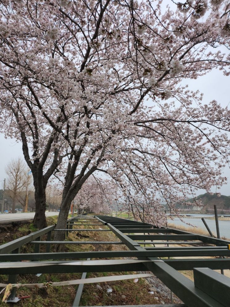 성류굴 길 보행자 데크 설치 작업.