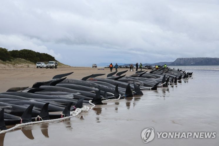 지난해 9월 태즈메이나아섬 한 해변에 좌초된 돌고래들. [이미지출처=연합뉴스]