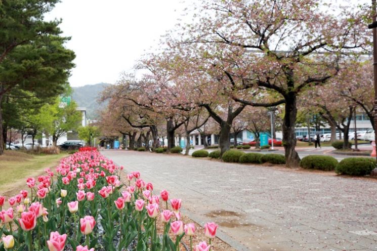 [포토]목포대, 벚꽃 지고 튤립과 철쭉 만개