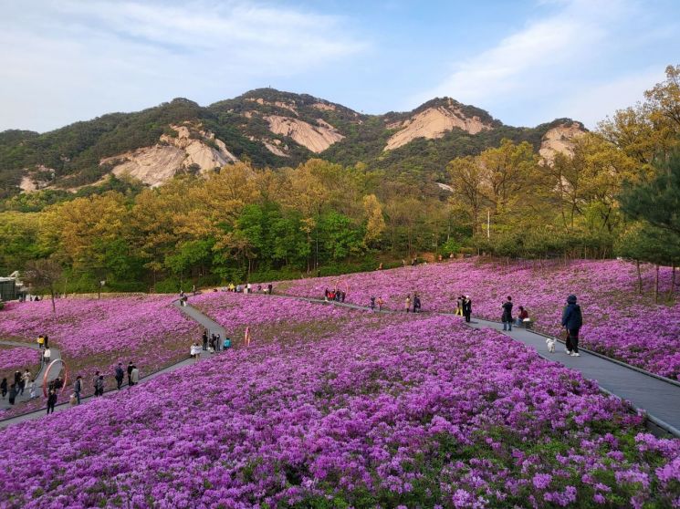 Photo of azaleas in full bloom during last year's Bulamsan Azalea Festival