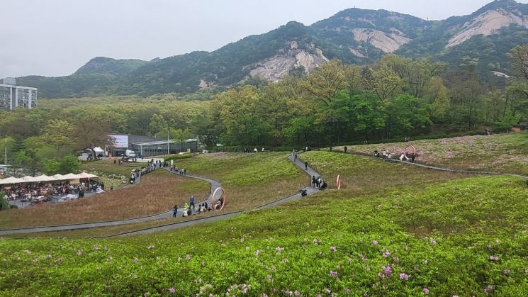 Azaleas on Bulamsan Mountain as of the 15th