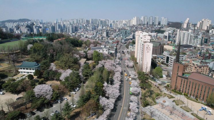 벚꽃 만개한 산책로
