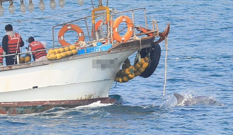 지난 16일 오전 제주시 한경면 자구내포구 앞 해상에서 관광낚시선이 남방큰돌고래 무리를 추월하고 있다. [이미지출처=연합뉴스]