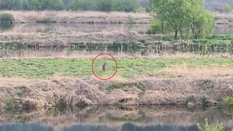 경찰이 찾던 미귀가 여성이 둑길 너머 강변 풀밭을 걷고 있다. [사진출처=경남경찰청 제공 영상 캡처]