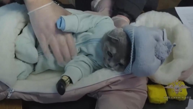아기 겉싸게 지퍼 열자 '야옹~'…고양이에 기저귀 입힌 러 마약 운반책