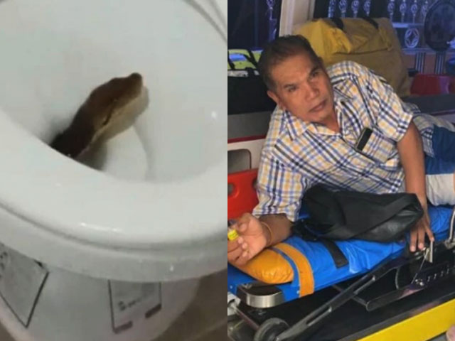 용변보다 "으악!"…변기에서 올라온 비단뱀에 물린 태국男