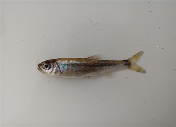 The land-dwelling fish species Chamgalkyeoni discovered on Ulleungdo Island. Photo by National Science Museum