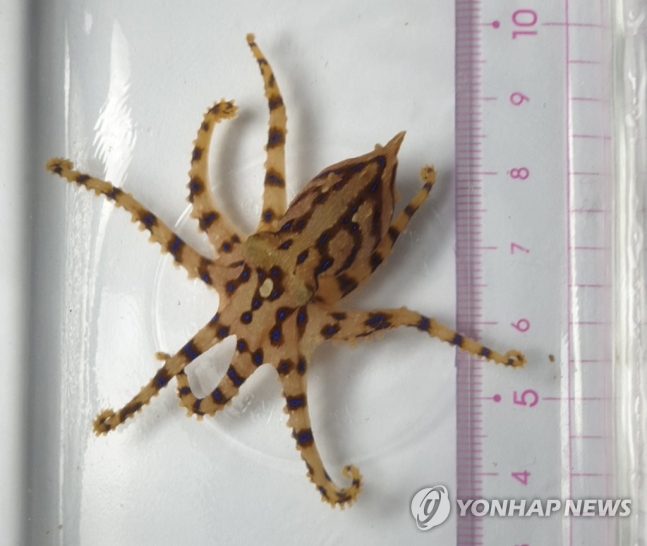 파란선문어가 국내에서 2012년 이후 30차례 이상 발견된 것으로 나타남에 따라 각별한 주의가 필요해 보인다.[사진출처=연합뉴스]