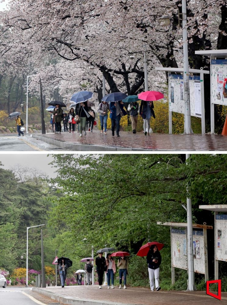[포토] 10년 전 오늘, 비가 왔고 벚꽃이 절정이었다.