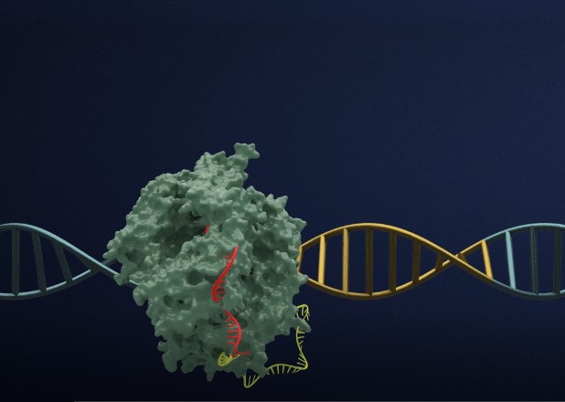 효소를 이용해 특정 유전자 부위를 절단하는 유전자 가위 기술 상상도.
