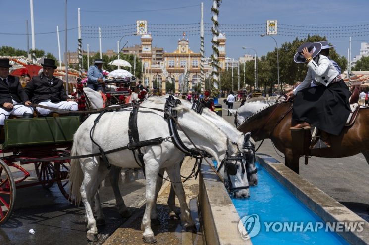 스페인 세비야에서 마차를 끄는 말들이 목을 축이고 있다. [이미지출처=연합뉴스]