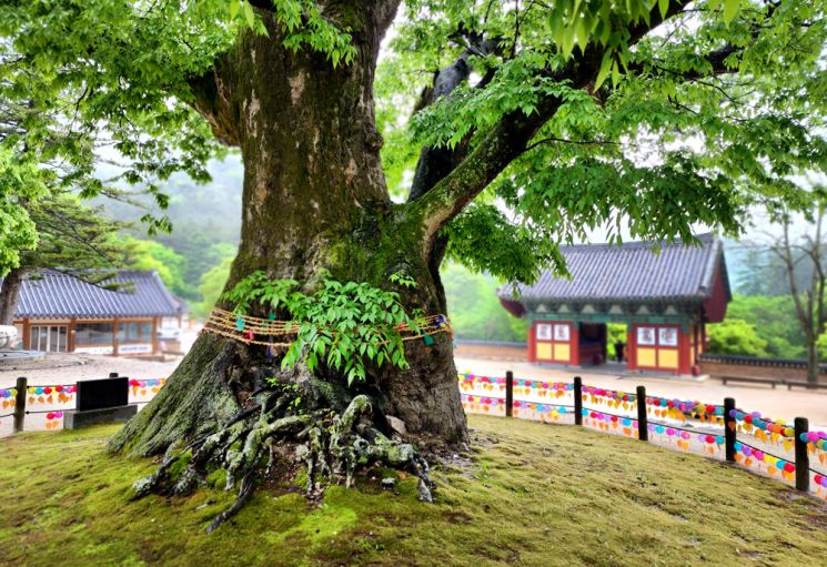 천년고찰 내소사 경내에 있는 느티나무. 사진=조용준 여행전문기자