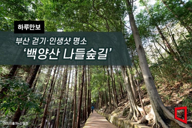 [하루만보] 부산 걷기·인생샷 명소 ‘백양산 나들숲길’