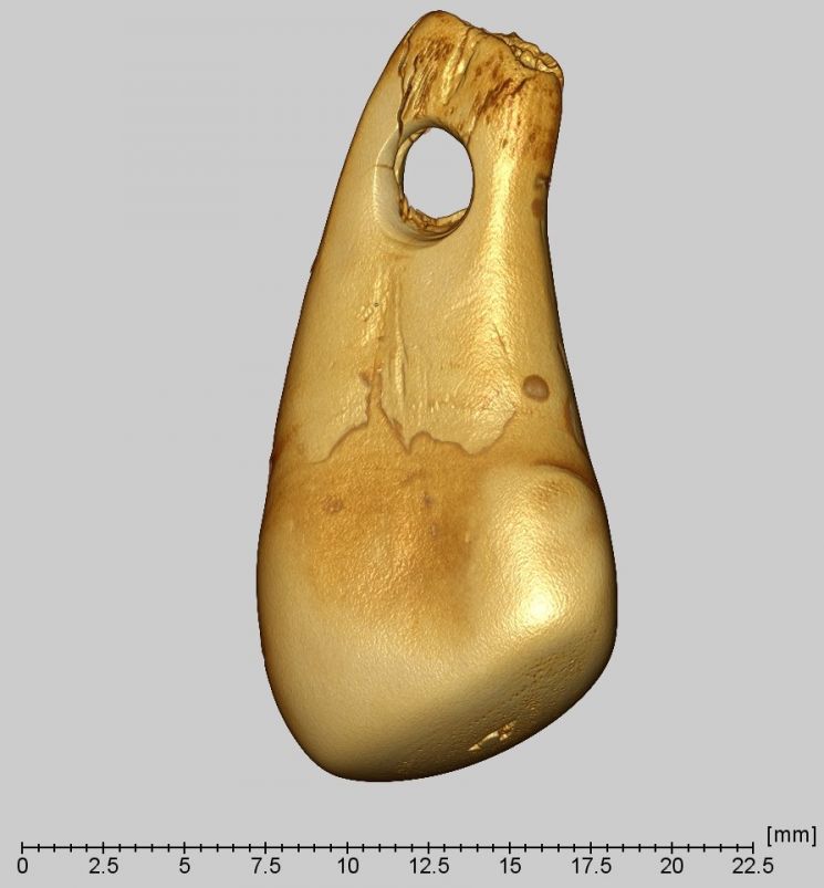 시베리아 '데니소바인 동굴'에서 발견된 사슴 이빨 목걸이. 사진출처=독일 막스 플랑크 진화인류학연구소.