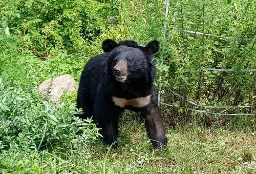 충북 영동에 모습을 드러낸 반달가슴곰 '오삼이'(코드번호 KM-53)[이미지출처=연합뉴스]